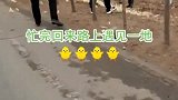 谁家不要的小鸡崽，路人都捡光了，都没人管