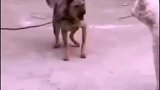 狗子吵架也太搞笑了，能吵吵，绝不动手