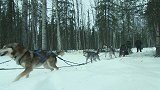 在阿拉斯加许多地方，狗拉雪橇是唯一的运输方式