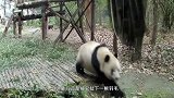 大熊猫的抓鸟之路，越挫越勇，熊猫的反应太逗了