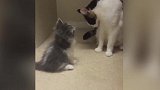奶孩子的猫咪妈妈，看和萌萌哒的小样子，真是相当可爱！