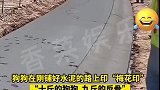 狗狗在刚铺好水泥的路上印“梅花印”，“十斤的狗狗九斤的反骨”！