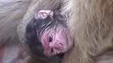 刚出生的巴巴里猿猴就会睁开眼睛，样子好萌哦