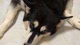 老三送到新主人家去了