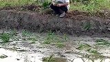 老人摆烂式插秧，收成却很好，无意间练成了抛秧这一技术