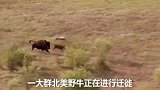 牛妈妈面对群狼拼命保护小牛