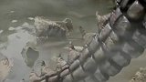 铠甲勇士：湖边布满了鱼的尸体，有一只异能兽出现，太可怕了！