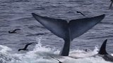 猎杀时刻！15米长蓝鲸误入繁殖区 惨遭75头虎鲸攻击分食