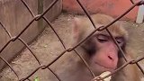 男子动物园喂猴子吃香蕉，小猴不乐意吃把手机打掉