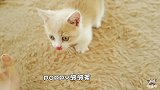 初生牛犊不怕虎！新来的小奶猫挑战三只原住民大猫，大猫懵了！