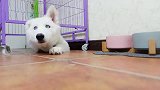 羊驼：家里养两只神兽是什么体验