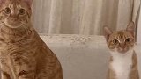 猫咪妈妈和儿子拍照片，儿子扭头分心