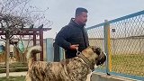 230多斤的大胖子和200多斤的中亚牧羊犬