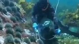 沉浸式海底抓海胆，原来抓海胆这么简单，网友：就是下水有点困难