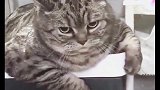 一只肥猫袭来，这是多称职的铲屎官才能养成这样