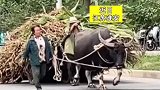 街头偶遇大爷大妈拉牛车，牛儿奋力前行，车子载着希望
