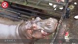 鳄鱼作死把一群河马当石头，踩在背上过河，河马直接发飙！