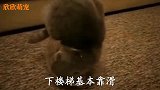 猫咪猥琐偷袭同伴，小表情实在太狡诈了
