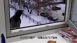 天空下起了大雪，乌鸦兴奋得在车顶打滚，镜头记录全过程