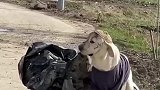 一看见好东西，狗子就非要往家里拉