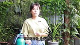 君子兰“肥大”了，不能一味地大水冲灌，不然容易伤根烂根！