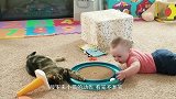 宝宝想摸小猫的尾巴，接下来小猫的动作，看完不准笑