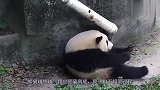 水管意外打到熊猫，熊猫越想越气跟它死磕，镜头拍下搞笑过程