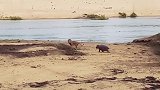 狮子想捕猎昏倒的母河马小河马赶走敌人