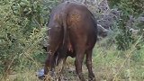 动物世界：大象攻击猎豹救猴子
