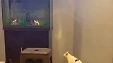 猫咪为了逮个鱼，差点丢了自己的小命