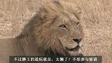 狮王成了甩手掌柜！坐看狮群捕猎野牛失败，绝不帮手