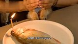 猫：它吃我，还是我吃它？