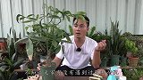 养发财树一个小细节不注意，叶子翻卷扭曲成鸡爪