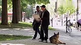 国外恶搞系列，狗狗真是太厉害，真是搞笑
