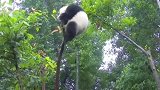 大熊猫天上不会掉馅饼，但可能会掉国宝！