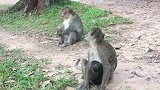 可怜的小猴子洛里喂阿玛瑞，它看起来没有力量！