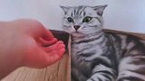 主人刚把小公猫回家，小母猫就满地打滚要男朋友，真是太搞笑了