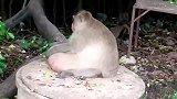 胖猴子真是与世无争，别的猴子玩它的它只管吃