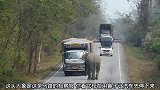 大象走到马路上拦截车辆，车主没办法，只能慢慢开过去