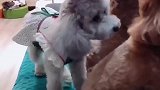 泰迪妞妞可真会享受，还要妲己猪给它按摩，把妲己猪都给累够呛