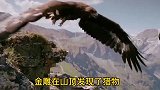 黑羊被金雕抓住脊背，绝望之际跳下崖壁，试图同归于尽！