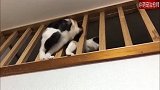 猫咪在栏杆中穿梭，你是一条蛇吧，竟会蛇形走位！