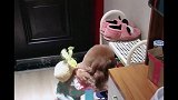 胖妞就出门买个菜，回来竟遭主人这样对待，胖妞我太难了