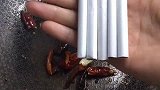 给老公做一道搞笑的麻辣炒香烟，他应该会喜欢吧！