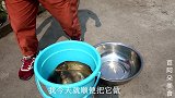 苗大姐顶着冰雹烤鱼，冰火两重天，喝到午夜不醉不归