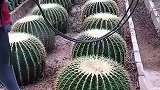 超大个仙人球，你们见过吗