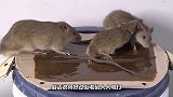 这只老鼠有点灾，一屋子的猫咪正无所事事，它钻了进来