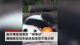 四川神树坪基地熊猫宝宝窒息死亡：因吊球绳缠绕颈部