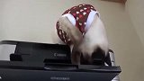 猫咪看到打印机自己出纸很好奇，看了又看心想是不是也能出小鱼干