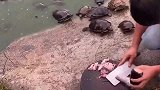 农村小伙用鱼肉养乌龟，没有千万身家，真不敢这样干！